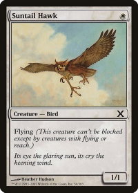 Suntail Hawk - 10th Edition (10E) #50 - Common Magic: The Gathering Trading Card